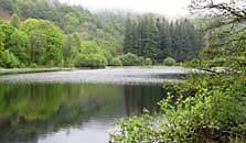 an image of yew tree tarn"