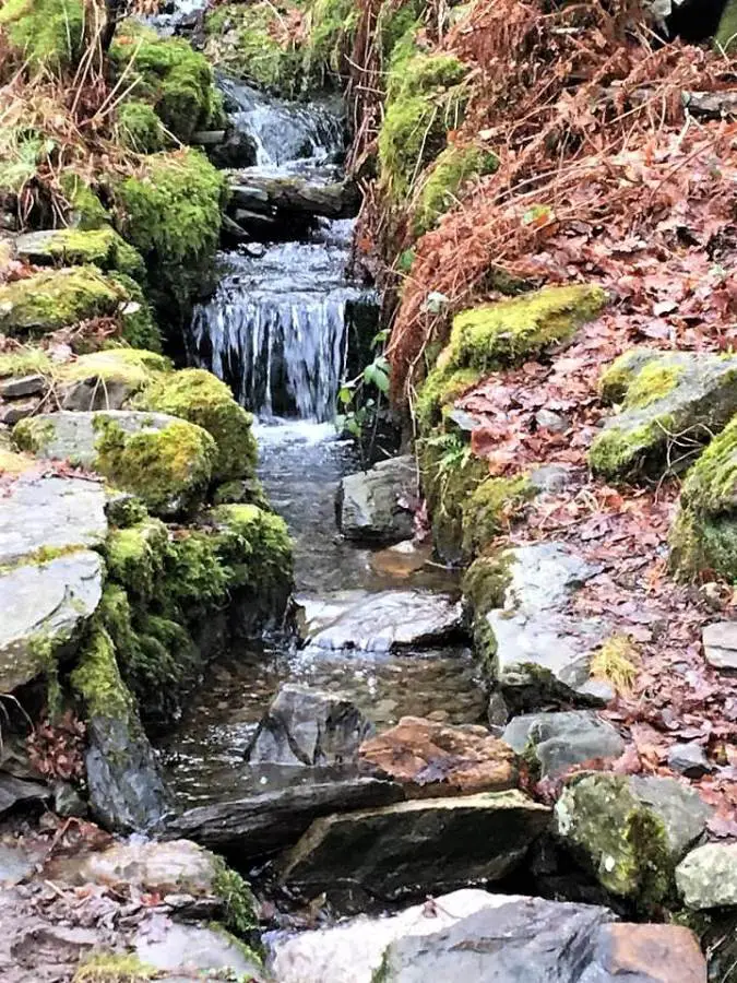 an image of a stream at grizedale forest