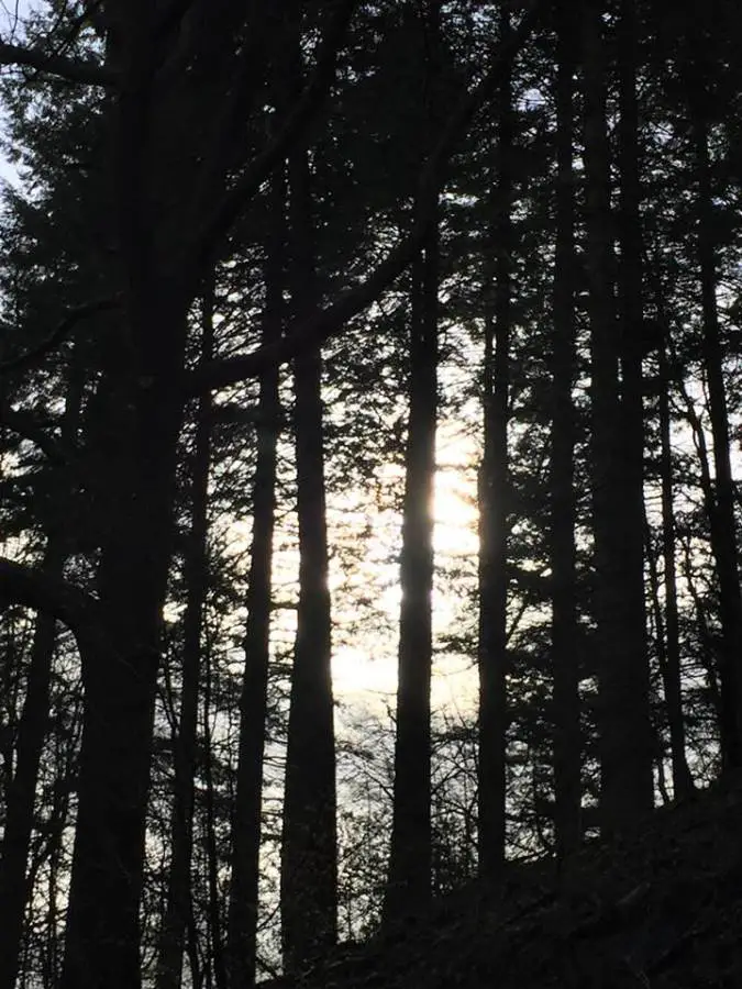 an image of coniferous trees
