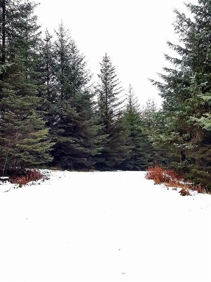 an image of a snowy walking trail and trees at grizedale forest in the lake district, cumbria