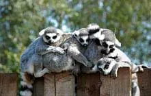 image of lemurs