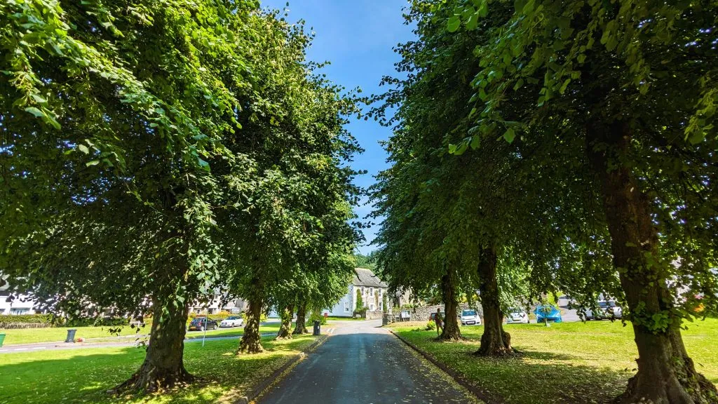 Image of a row of mature trees in bassenthwaite village