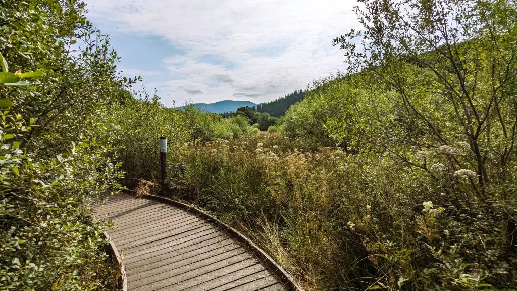 Image of Silver meadows next to Bassenthwaite Lake. image shoes a walking track, trees and mountain in the background