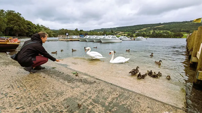 image of a lady feeding the ducks at Coniston Lake