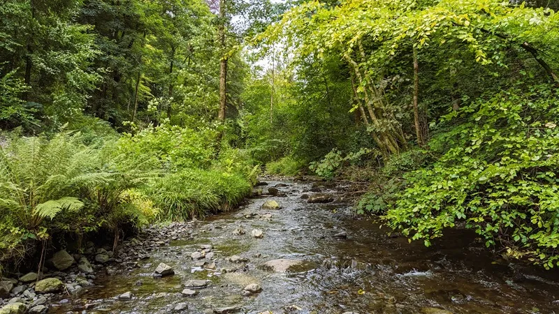 image of The beck running through Grizedale Forest very close to Hawkshead