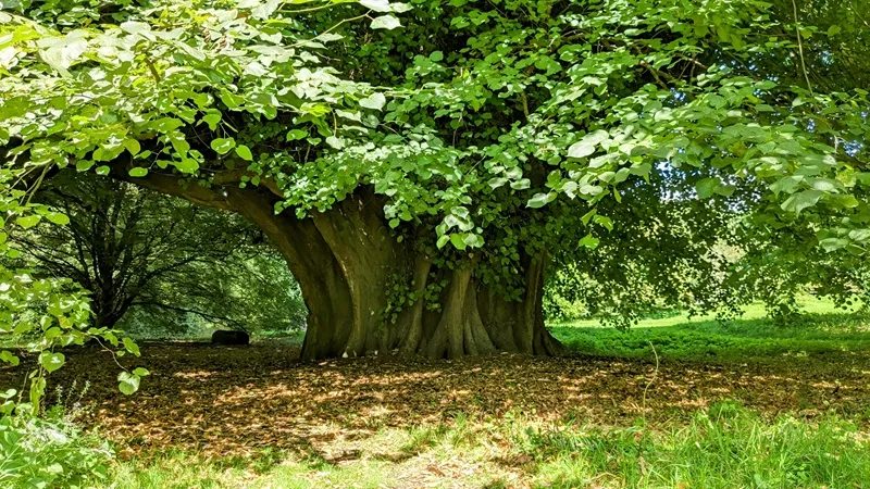 image of The Holker Lime, a 400 year old Lime tree in the Grounds of Holker Hall