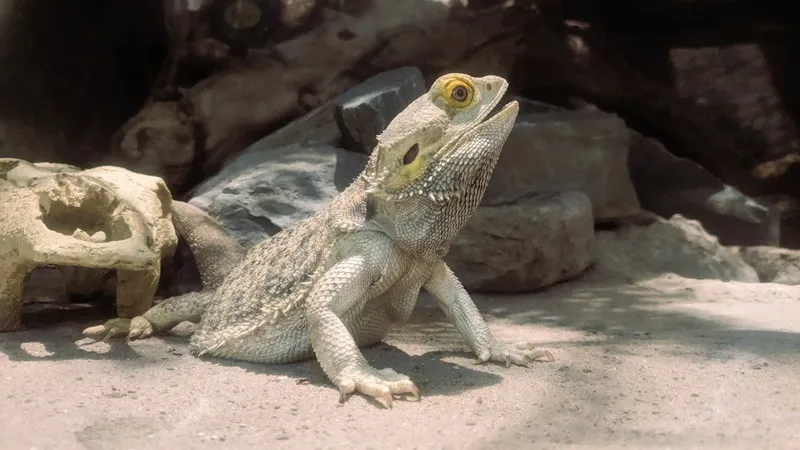 Image of a bearded dragon in a tank sticking its head in the air while opening its mouth