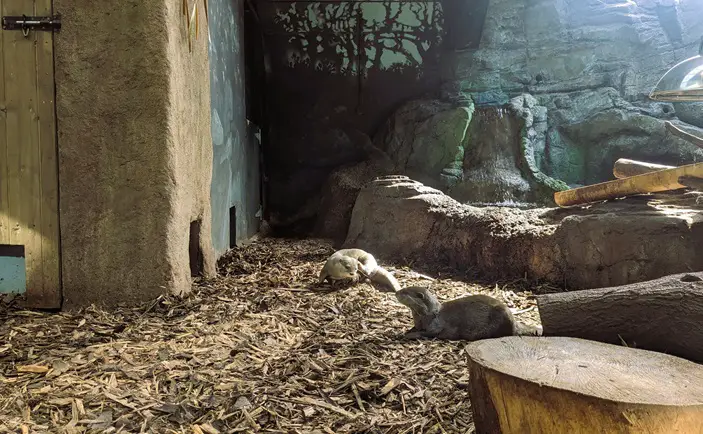 Image of two Oriental small clawed otters at the Lakes Aquarium