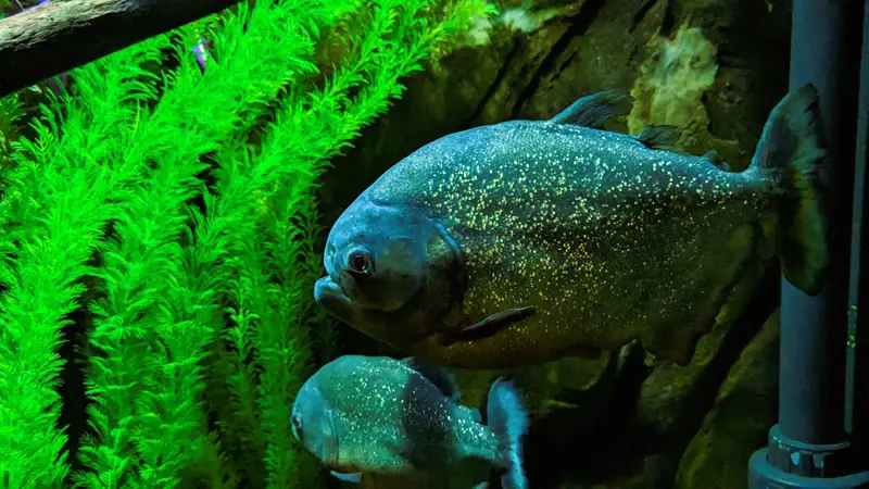 Image of a two Piranhas in a tank, on the left-hand side of the tank you can see bright green seaweed.