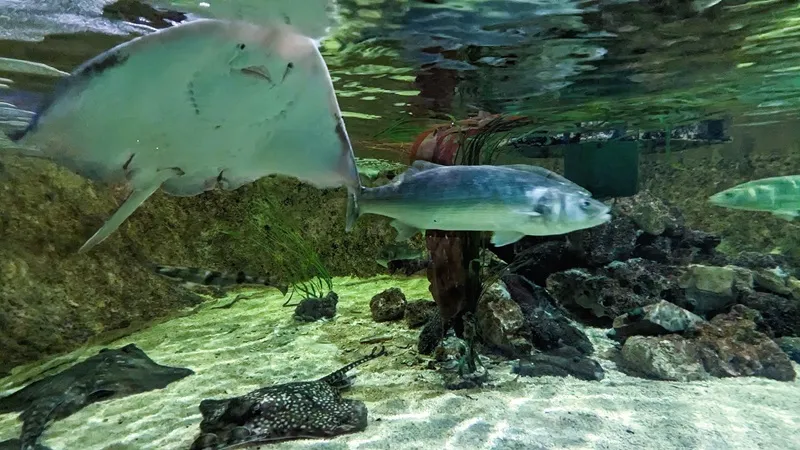 Image of the the saltwater tank at the Lakes Aquarium. photo shows shows a variety of fish including rays one of which can be seen from underneath