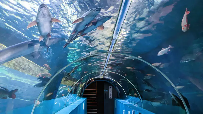 Image of the tunnel tank at the Lakes Aquarium. Photo shows fish swimming above the tunnel