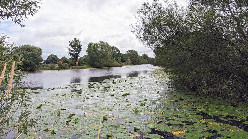 image of the ulverston canal with water lilies floating on it
